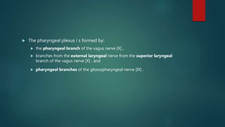  The pharyngeal plexus i s formed by:
 the pharyngeal branch of the vagus nerve [X] ,
 branches from the external laryngeal nerve from the superior laryngeal
branch of the vagus nerve [X] , and
 pharyngeal branches of the glossopharyngeal nerve [IX] .
 