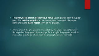  The pharyngeal branch of the vagus nerve [X] originates from the upper
part of its inferior ganglion above the origin of the superior laryngeal
nerve and is the major motor nerve of the pharynx.
 All muscles of the pharynx are innervated by the vagus nerve [X] mainly
through the pharyngeal plexus, except for the stylopharyngeus , which is
innervated directly by a branch of the glossopharyngeal nerve [IX]
 