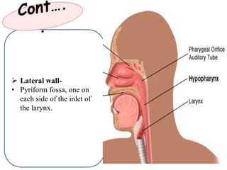  Lateral wall-
• Pyriform fossa, one on
each side of the inlet of
the larynx.
 