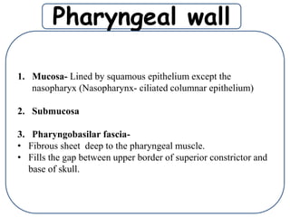 Pharyngeal wall
1. Mucosa- Lined by squamous epithelium except the
nasopharyx (Nasopharynx- ciliated columnar epithelium)
2. Submucosa
3. Pharyngobasilar fascia-
• Fibrous sheet deep to the pharyngeal muscle.
• Fills the gap between upper border of superior constrictor and
base of skull.
 
