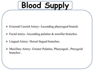  External Carotid Artery- Ascending pharyngeal branch.
 Facial artery- Ascending palatine & tonsillar branches.
 Lingual Artery- Dorsal lingual branches.
 Maxillary Artery- Greater Palatine, Pharyngeal , Pterygoid
branches .
Blood Supply
 