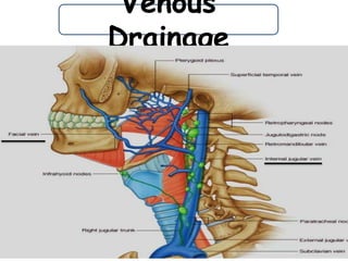 Venous
Drainage
 