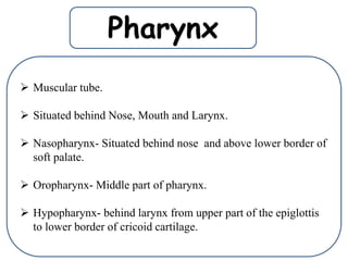  Muscular tube.
 Situated behind Nose, Mouth and Larynx.
 Nasopharynx- Situated behind nose and above lower border of
soft palate.
 Oropharynx- Middle part of pharynx.
 Hypopharynx- behind larynx from upper part of the epiglottis
to lower border of cricoid cartilage.
Pharynx
 