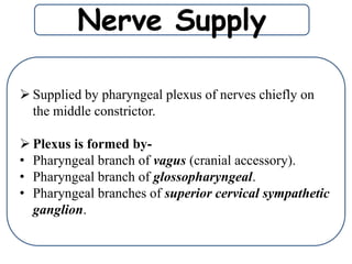 Nerve Supply
 Supplied by pharyngeal plexus of nerves chiefly on
the middle constrictor.
 Plexus is formed by-
• Pharyngeal branch of vagus (cranial accessory).
• Pharyngeal branch of glossopharyngeal.
• Pharyngeal branches of superior cervical sympathetic
ganglion.
 