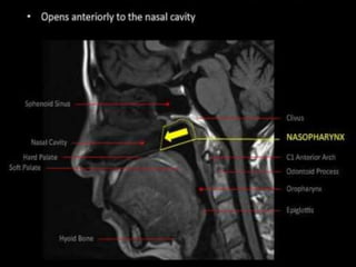 Pharynx Anatomy