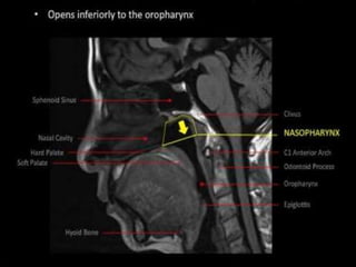 Pharynx Anatomy