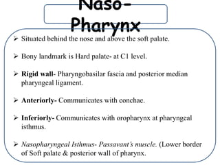 Naso-
Pharynx
 Situated behind the nose and above the soft palate.
 Bony landmark is Hard palate- at C1 level.
 Rigid wall- Pharyngobasilar fascia and posterior median
pharyngeal ligament.
 Anteriorly- Communicates with conchae.
 Inferiorly- Communicates with oropharynx at pharyngeal
isthmus.
 Nasopharyngeal Isthmus- Passavant’s muscle. (Lower border
of Soft palate & posterior wall of pharynx.
 