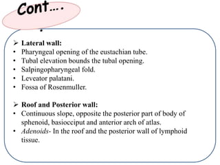  Lateral wall:
• Pharyngeal opening of the eustachian tube.
• Tubal elevation bounds the tubal opening.
• Salpingopharyngeal fold.
• Leveator palatani.
• Fossa of Rosenmuller.
 Roof and Posterior wall:
• Continuous slope, opposite the posterior part of body of
sphenoid, basiocciput and anterior arch of atlas.
• Adenoids- In the roof and the posterior wall of lymphoid
tissue.
 