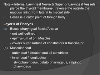 Note – Internal Laryngeal Nerve & Superior Laryngeal Vessels
pierce the thyroid membrane, traverse the outside the
mucous lining from lateral to medial side
- Fossa is a catch point of foreign body
Layer’s of Pharynx
(a) Bucco pharyngeal fascia/Areolar
- not well defined
- epimysium of ph. Muscles
- covers outer surface of constrictors & buccinator
(b) Muscular coat
- outer coat / circular coat all constrictor
- inner coat / longitudinal
stylopharyngeus, palato pharyngeus, salpingo
pharyngeus
 