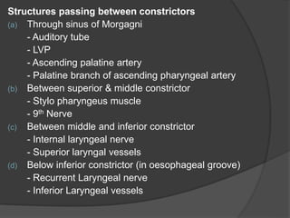 Structures passing between constrictors
(a) Through sinus of Morgagni
- Auditory tube
- LVP
- Ascending palatine artery
- Palatine branch of ascending pharyngeal artery
(b) Between superior & middle constrictor
- Stylo pharyngeus muscle
- 9th Nerve
(c) Between middle and inferior constrictor
- Internal laryngeal nerve
- Superior laryngal vessels
(d) Below inferior constrictor (in oesophageal groove)
- Recurrent Laryngeal nerve
- Inferior Laryngeal vessels
 