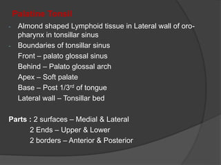 Palatine Tonsil
- Almond shaped Lymphoid tissue in Lateral wall of oro-
pharynx in tonsillar sinus
- Boundaries of tonsillar sinus
Front – palato glossal sinus
Behind – Palato glossal arch
Apex – Soft palate
Base – Post 1/3rd of tongue
Lateral wall – Tonsillar bed
Parts : 2 surfaces – Medial & Lateral
2 Ends – Upper & Lower
2 borders – Anterior & Posterior
 