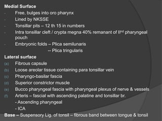 Medial Surface
- Free, bulges into oro pharynx
- Lined by NKSSE
- Tonsillar pits – 12 th 15 in numbers
- Intra tonsillar cleft / crypta megna 40% remanant of IInd pharyngeal
pouch
- Embryonic folds – Plica semilunaris
-- Plica tringularis
Lateral surface
(a) Fibrous capsule
(b) Loose areolar tissue containing para tonsillar vein
(c) Pharyngo-basilar fascia
(d) Superior constrictor muscle
(e) Bucco pharyngeal fascia with pharyngeal plexus of nerve & vessels
(f) Arteris – fascial with ascending palatine and tonsillar br.
- Ascending pharyngeal
- ICA
Base – Suspensory Lig. of tonsil – fibrous band between tongue & tonsil
 