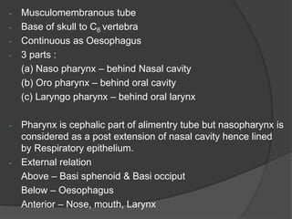 - Musculomembranous tube
- Base of skull to C6 vertebra
- Continuous as Oesophagus
- 3 parts :
(a) Naso pharynx – behind Nasal cavity
(b) Oro pharynx – behind oral cavity
(c) Laryngo pharynx – behind oral larynx
- Pharynx is cephalic part of alimentry tube but nasopharynx is
considered as a post extension of nasal cavity hence lined
by Respiratory epithelium.
- External relation
Above – Basi sphenoid & Basi occiput
Below – Oesophagus
Anterior – Nose, mouth, Larynx
 