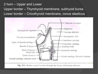 2 horn – Upper and Lower
Upper border – Thyrohyoid membrane, subhyoid bursa
Lower border – Cricothyroid membrane, conus elasticus
 