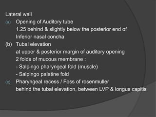 Lateral wall
(a) Opening of Auditory tube
1.25 behind & slightly below the posterior end of
Inferior nasal concha
(b) Tubal elevation
at upper & posterior margin of auditory opening
2 folds of mucous membrane :
- Salpingo pharyngeal fold (muscle)
- Salpingo palatine fold
(c) Pharyngeal recess / Foss of rosenmuller
behind the tubal elevation, between LVP & longus capitis
 