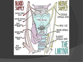 Pharynx anatomy