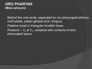 ORO PHARYNX
(Meso pharynx)
- Behind the oral cavity, separated by oro pharyngeal isthmus
(soft palate, palato glossal arch, tongue)
- Palatine tonsil in triangular tonsillar fossa
- Posterior – C2 & C3 vertebral with contents of retro
pharyngeal space
 