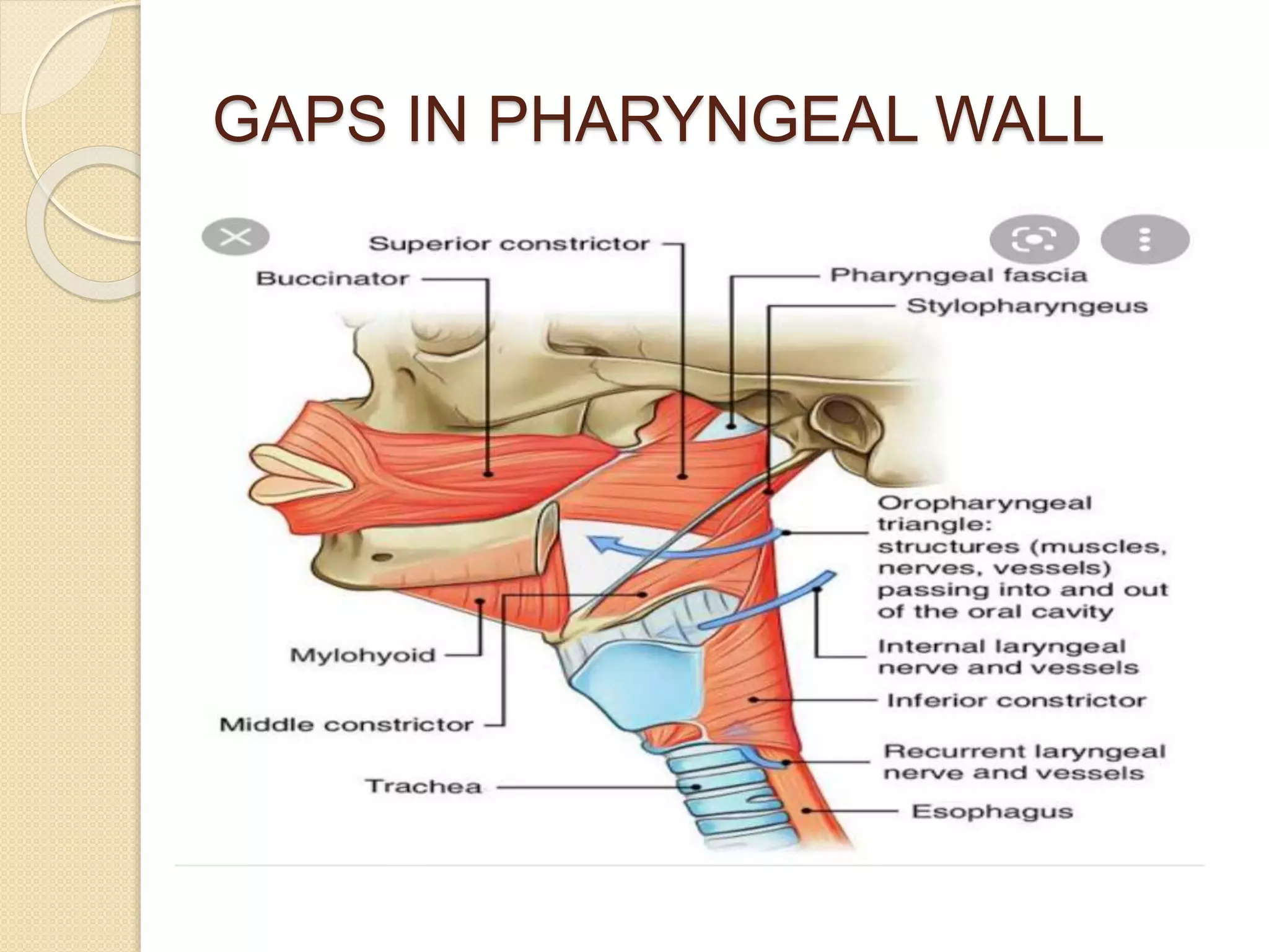 Pharinge Pharynx | PPTX