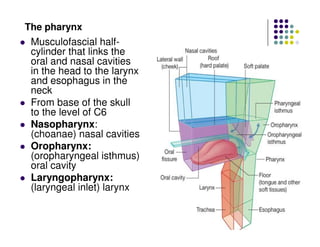 The pharynx
Musculofascial half-
cylinder that links the
oral and nasal cavities
in the head to the larynx
and esophagus in the
neck
From base of the skull
to the level of C6
Nasopharynx:
(choanae) nasal cavities
Oropharynx:
(oropharyngeal isthmus)
oral cavity
Laryngopharynx:
(laryngeal inlet) larynx
 