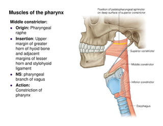 pharynx.pdf