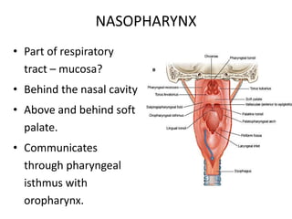 NASOPHARYNX
• Part of respiratory
tract – mucosa?
• Behind the nasal cavity
• Above and behind soft
palate.
• Communicates
through pharyngeal
isthmus with
oropharynx.
 