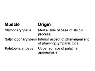 Pharynx.pdf