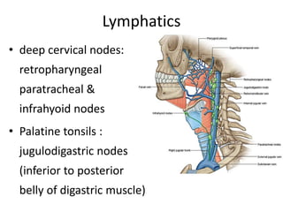 Lymphatics
• deep cervical nodes:
retropharyngeal
paratracheal &
infrahyoid nodes
• Palatine tonsils :
jugulodigastric nodes
(inferior to posterior
belly of digastric muscle)
 