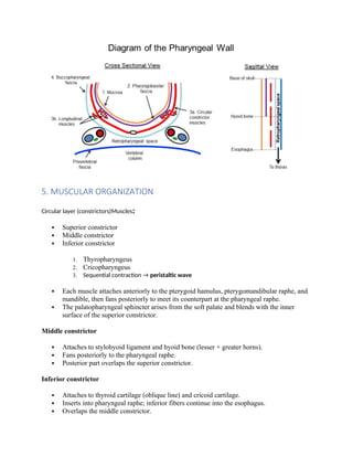 Raph In Muscles Comprehensive Overview of Neck Topography and Pharyngeal Anatomy | DOCX