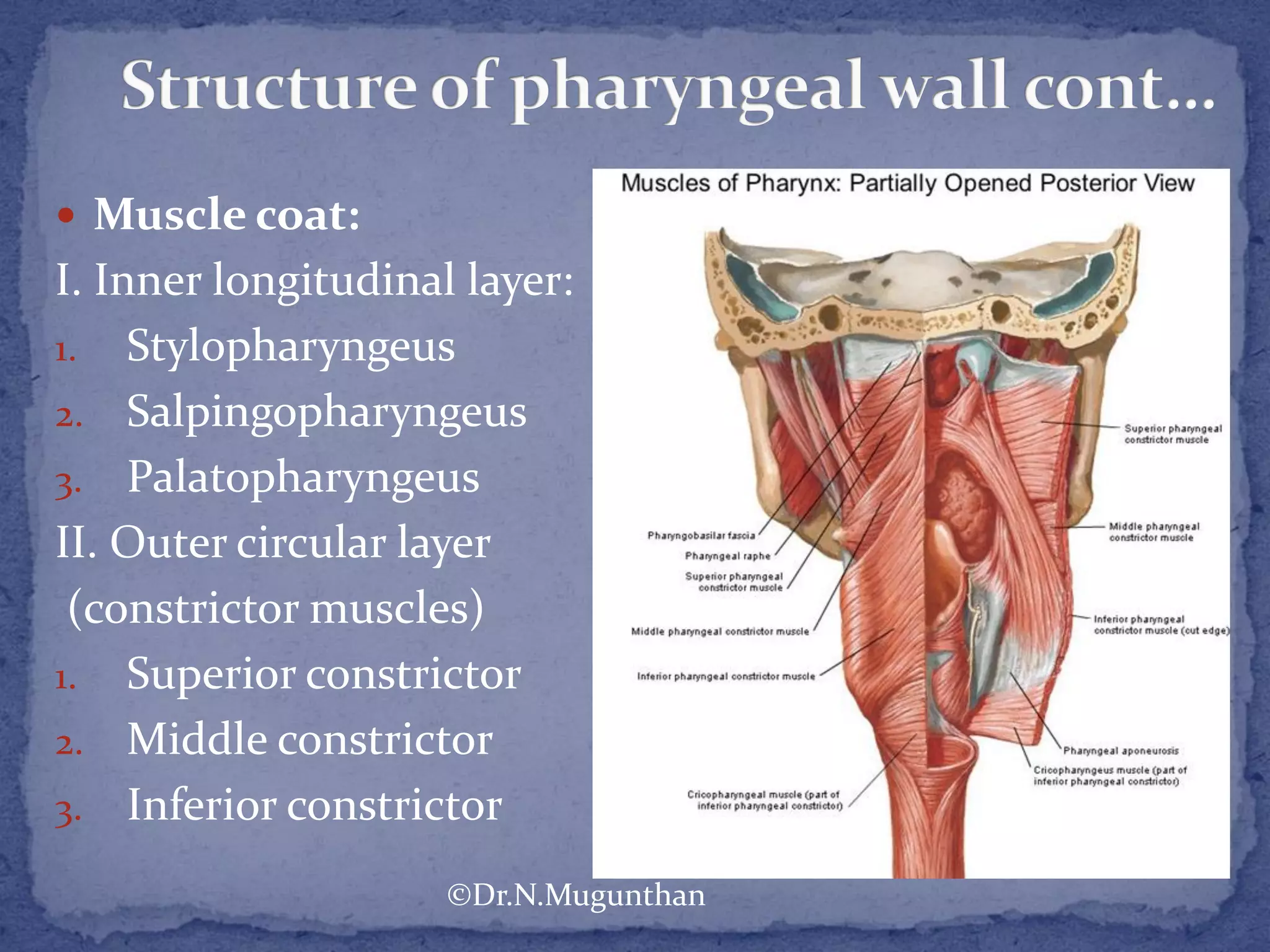 Pharynx Dr.N.Mugunthan.M.S., | PDF