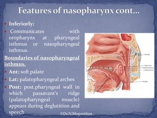  Inferiorly:
 Communicates with
oropharynx at pharyngeal
isthmus or nasopharyngeal
isthmus.
Boundaries of nasopharyngeal
isthmus.
 Ant: soft palate
 Lat: palatopharyngeal arches
 Post: post.pharyngeal wall in
which passavant's ridge
(palatopharyngeal muscle)
appears during deglutition and
speech ©Dr.N.Mugunthan
 
