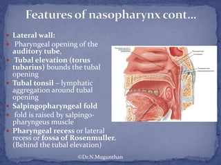  Lateral wall:
 Pharyngeal opening of the
auditory tube,
 Tubal elevation (torus
tubarius) bounds the tubal
opening
 Tubal tonsil – lymphatic
aggregation around tubal
opening
 Salpingopharyngeal fold
 fold is raised by salpingo-
pharyngeus muscle
 Pharyngeal recess or lateral
recess or fossa of Rosenmuller.
(Behind the tubal elevation)
©Dr.N.Mugunthan
 