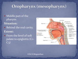  Middle part of the
pharynx
Situation:
 Behind the oral cavity.
Extent:
 From the level of soft
palate to epiglottis (C1-
C3)
©Dr.N.Mugunthan
 