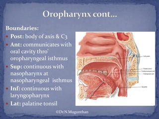 Boundaries:
 Post: body of axis & C3
 Ant: communicates with
oral cavity thro’
oropharyngeal isthmus
 Sup: continuous with
nasopharynx at
nasopharyngeal isthmus
 Inf: continuous with
laryngopharynx
 Lat: palatine tonsil
©Dr.N.Mugunthan
 