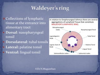 Collections of lymphatic
tissue at the entrance into
alimentary tract
 Dorsal: nasopharyngeal
tonsil
 Dorsolateral: tubal tonsils
 Lateral: palatine tonsil
 Ventral: lingual tonsil
©Dr.N.Mugunthan
 