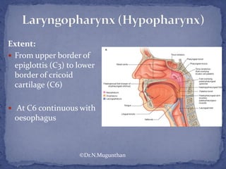 Extent:
 From upper border of
epiglottis (C3) to lower
border of cricoid
cartilage (C6)
 At C6 continuous with
oesophagus
©Dr.N.Mugunthan
 