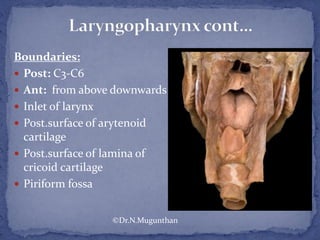 Boundaries:
 Post: C3-C6
 Ant: from above downwards
 Inlet of larynx
 Post.surface of arytenoid
cartilage
 Post.surface of lamina of
cricoid cartilage
 Piriform fossa
©Dr.N.Mugunthan
 
