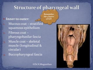  Inner to outer:
1. Mucous coat – stratified
squamous epithelium
2. Fibrous coat –
pharyngobasilar fascia
3. Muscle coat – skeletal
muscle (longitudinal &
circular)
4. Buccopharyngeal fascia
©Dr.N.Mugunthan
 