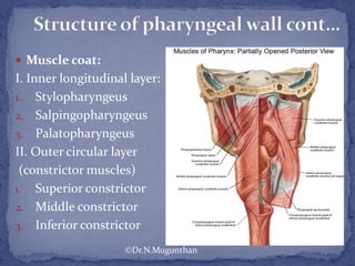  Muscle coat:
I. Inner longitudinal layer:
1. Stylopharyngeus
2. Salpingopharyngeus
3. Palatopharyngeus
II. Outer circular layer
(constrictor muscles)
1. Superior constrictor
2. Middle constrictor
3. Inferior constrictor
©Dr.N.Mugunthan
 