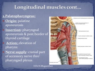 2.Palatopharyngeus:
 Origin: palatine
aponeurosis
 Insertion: pharyngeal
aponeurosis & post.border of
thyroid cartilage
 Action: elevation of
pharynx
 Nerve supply: cranial part
of accessory nerve thro’
pharyngael plexus
©Dr.N.Mugunthan
 