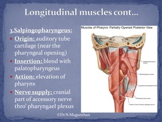 3.Salpingopharyngeus:
 Origin: auditory tube
cartilage (near the
pharyngeal opening)
 Insertion: blend with
palatopharyngeus
 Action: elevation of
pharynx
 Nerve supply: cranial
part of accessory nerve
thro’ pharyngael plexus
©Dr.N.Mugunthan
 