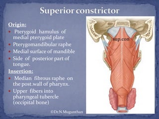 Origin:
 Pterygoid hamulus of
medial pterygoid plate
 Pterygomandibular raphe
 Medial surface of mandible
 Side of posterior part of
tongue.
Insertion:
 Median fibrous raphe on
the post.wall of pharynx.
 Upper fibers into
pharyngeal tubercle
(occipital bone)
©Dr.N.Mugunthan
 