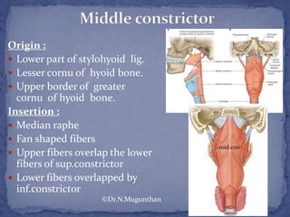Origin :
 Lower part of stylohyoid lig.
 Lesser cornu of hyoid bone.
 Upper border of greater
cornu of hyoid bone.
Insertion :
 Median raphe
 Fan shaped fibers
 Upper fibers overlap the lower
fibers of sup.constrictor
 Lower fibers overlapped by
inf.constrictor
©Dr.N.Mugunthan
 