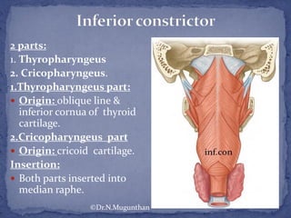 2 parts:
1. Thyropharyngeus
2. Cricopharyngeus.
1.Thyropharyngeus part:
 Origin: oblique line &
inferior cornua of thyroid
cartilage.
2.Cricopharyngeus part
 Origin: cricoid cartilage.
Insertion:
 Both parts inserted into
median raphe.
©Dr.N.Mugunthan
 