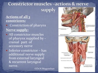 Actions of all 3
constricors:
 Constriction of pharynx
Nerve supply:
 All constrictor muscles
of pharynx supplied by -
cranial part of
accessory nerve
 Inferior constrictor – has
additional nerve supply
from external laryngeal
& recurrent laryngeal
nerve.
©Dr.N.Mugunthan
 