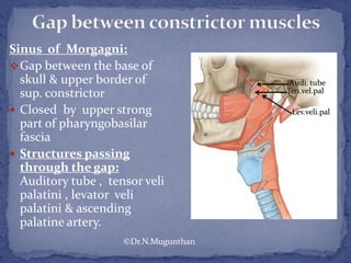 Sinus of Morgagni:
Gap between the base of
skull & upper border of
sup. constrictor
 Closed by upper strong
part of pharyngobasilar
fascia
 Structures passing
through the gap:
Auditory tube , tensor veli
palatini , levator veli
palatini & ascending
palatine artery.
©Dr.N.Mugunthan
 
