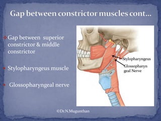 Gap between superior
constrictor & middle
constrictor
 Stylopharyngeus muscle
 Glossopharyngeal nerve
©Dr.N.Mugunthan
 