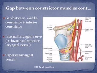 Gap between middle
constrictor & inferior
constrictor
 Internal laryngeal nerve
( a branch of superior
laryngeal nerve )
 Superior laryngeal
vessels
©Dr.N.Mugunthan
 