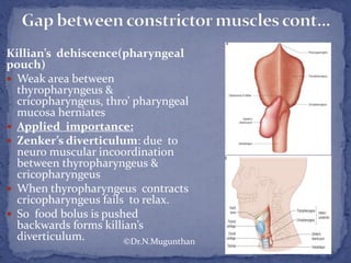 Killian’s dehiscence(pharyngeal
pouch)
 Weak area between
thyropharyngeus &
cricopharyngeus, thro’ pharyngeal
mucosa herniates
 Applied importance:
 Zenker’s diverticulum: due to
neuro muscular incoordination
between thyropharyngeus &
cricopharyngeus
 When thyropharyngeus contracts
cricopharyngeus fails to relax.
 So food bolus is pushed
backwards forms killian’s
diverticulum. ©Dr.N.Mugunthan
 