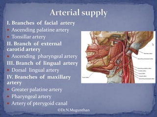 I. Branches of facial artery
 Ascending palatine artery
 Tonsillar artery
II. Branch of external
carotid artery
 Ascending pharyngeal artery
III. Branch of lingual artery
 Dorsal lingual artery
IV. Branches of maxillary
artery
 Greater palatine artery
 Pharyngeal artery
 Artery of pterygoid canal
©Dr.N.Mugunthan
 