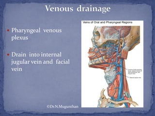  Pharyngeal venous
plexus
 Drain into internal
jugular vein and facial
vein
©Dr.N.Mugunthan
 